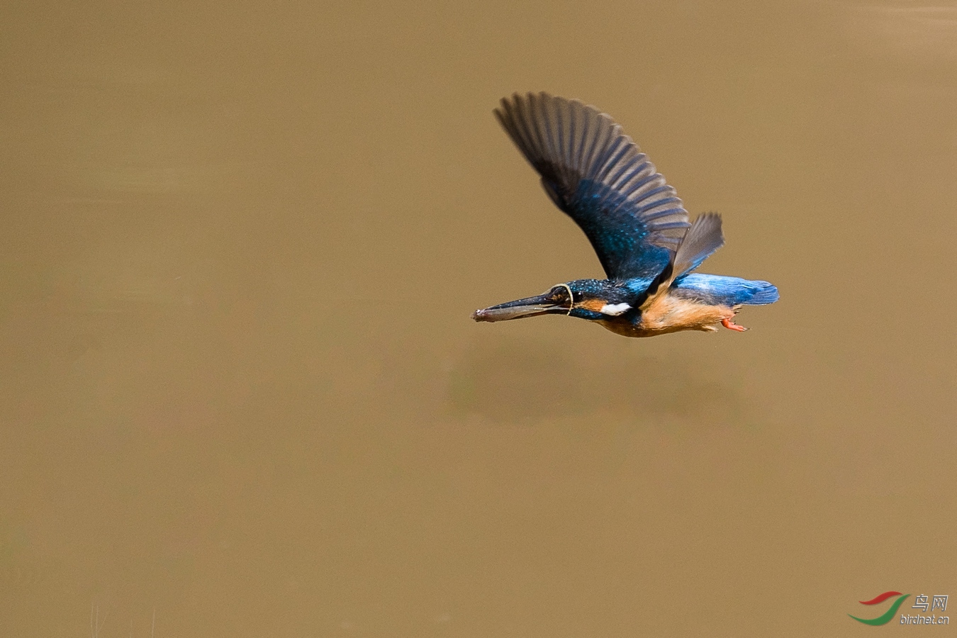 XC5_1141 - ����.jpg