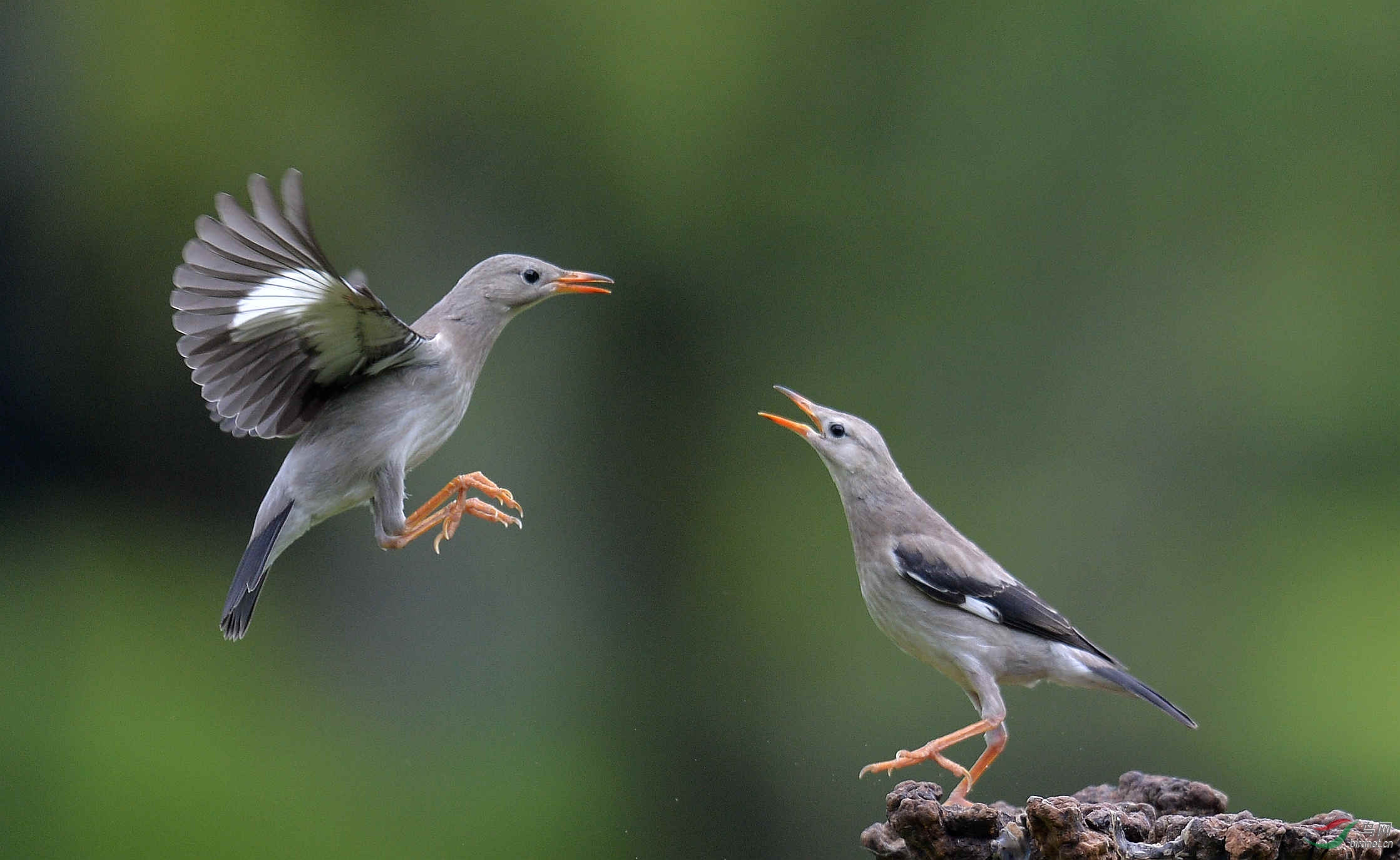 [林鸟] 早起的鸟儿-----问候
