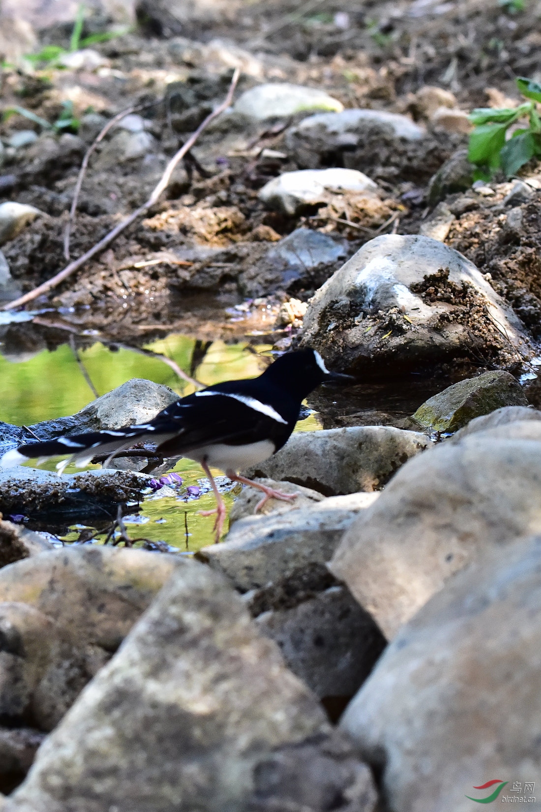 DSC_0105.JPG