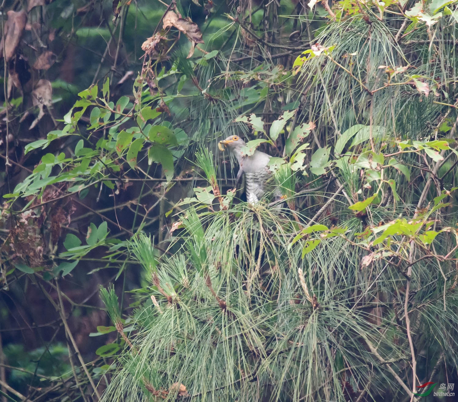 DSC_6994.jpg