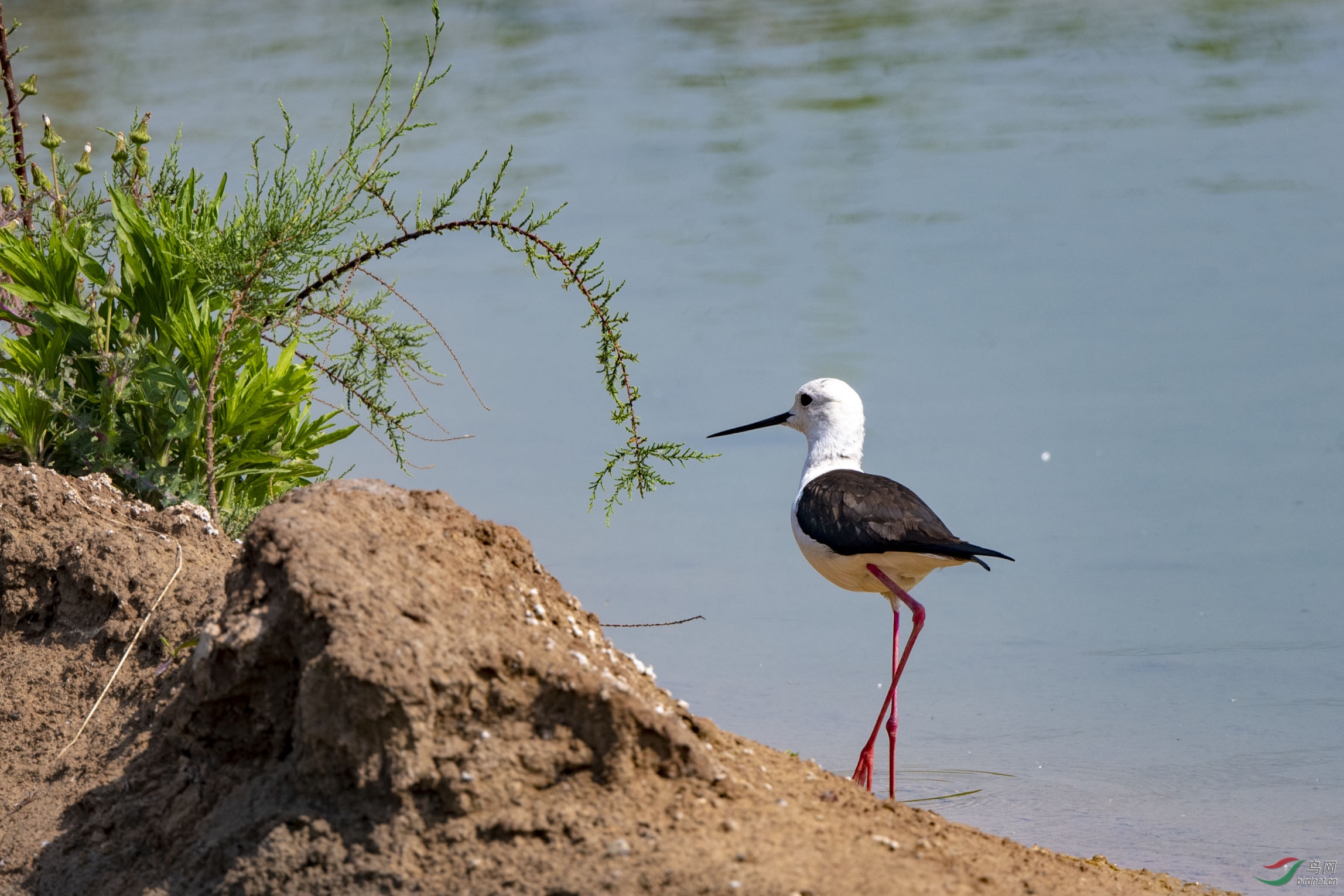 D50_0049.jpg