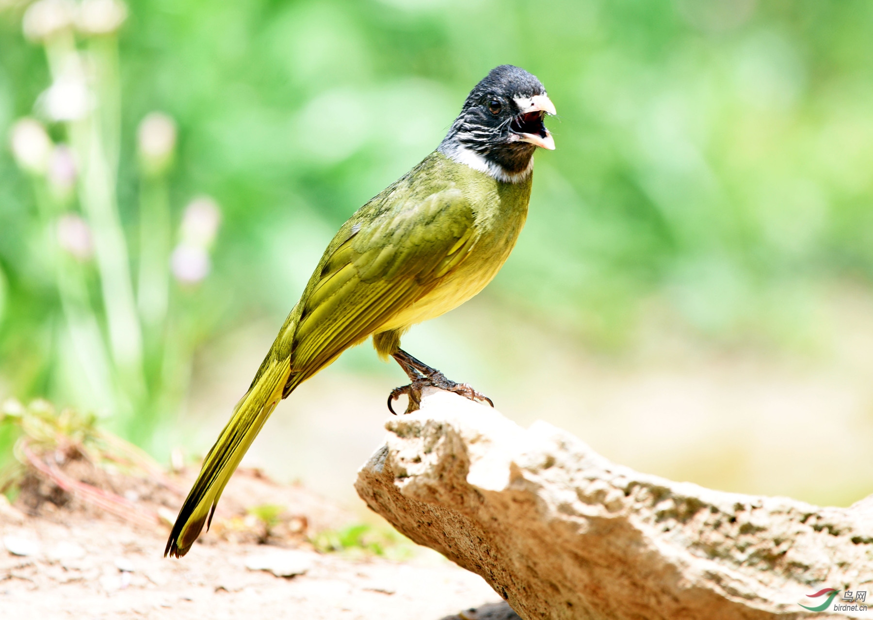 林中鸟之领雀嘴鹎