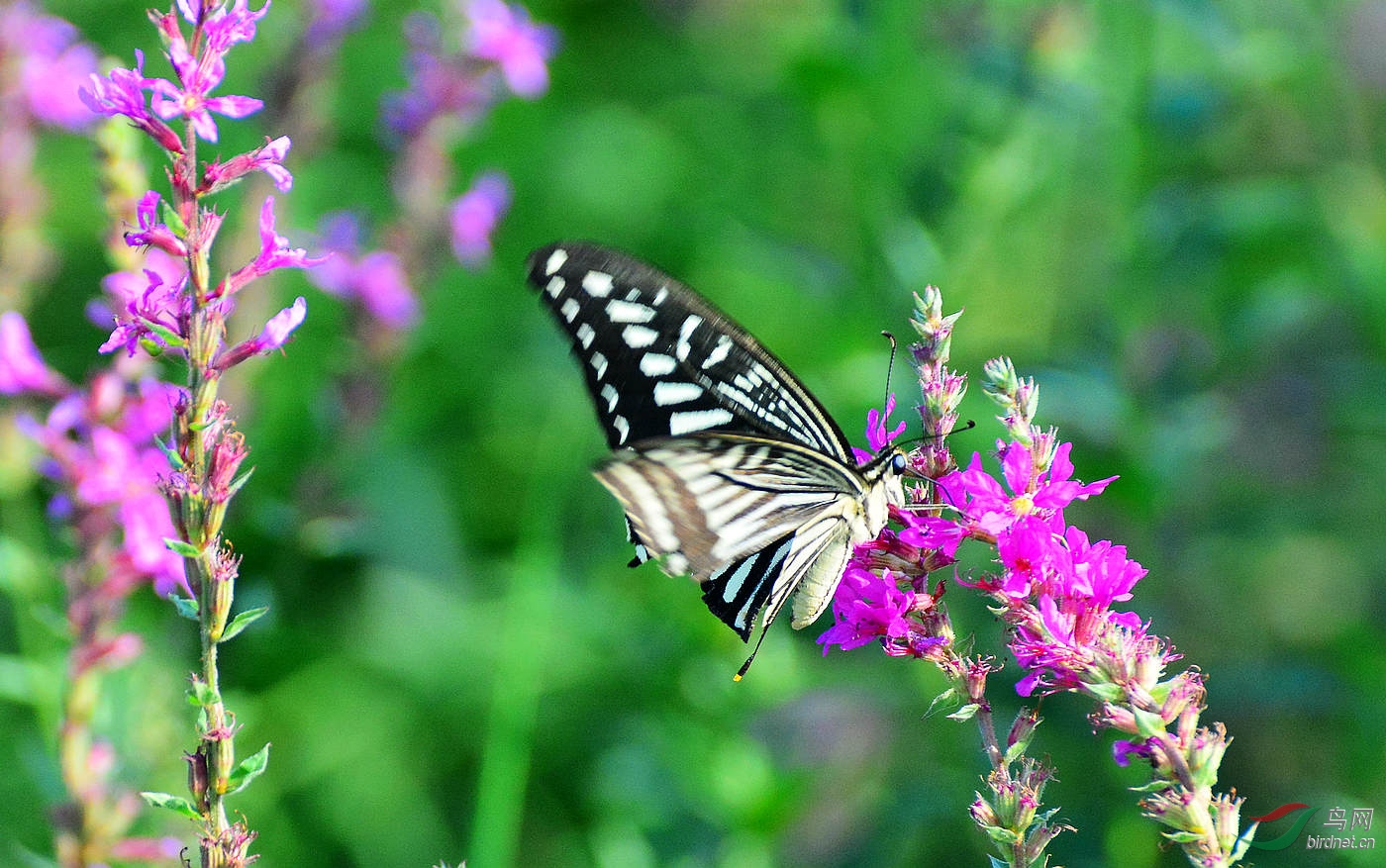 DSC_8797.JPG