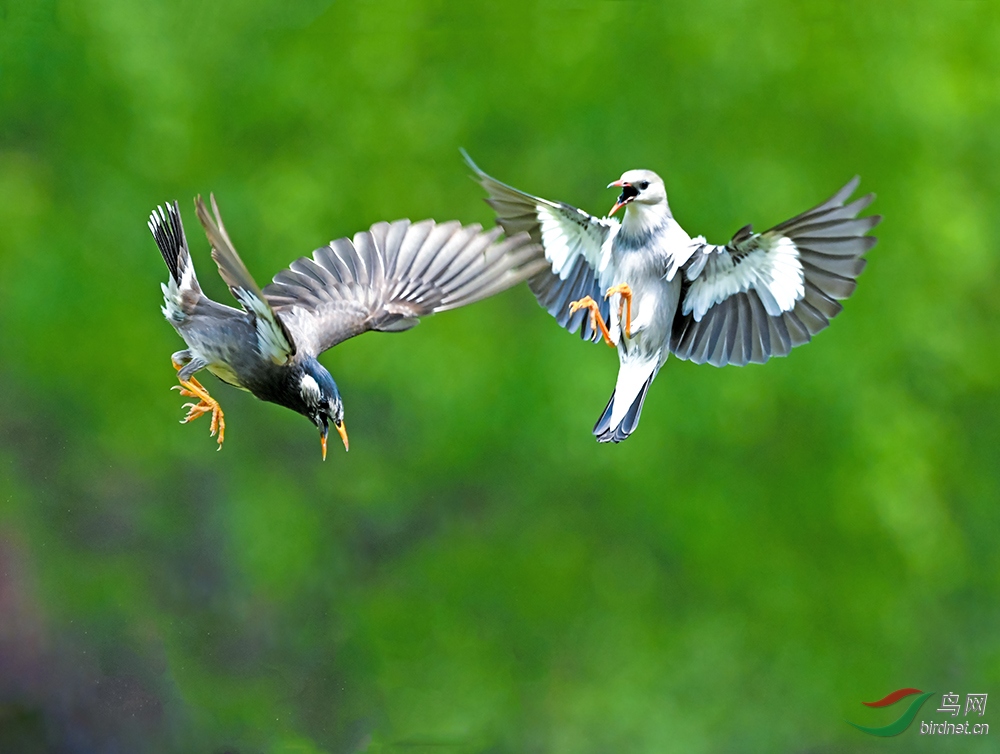 DSC_9354z12.jpg