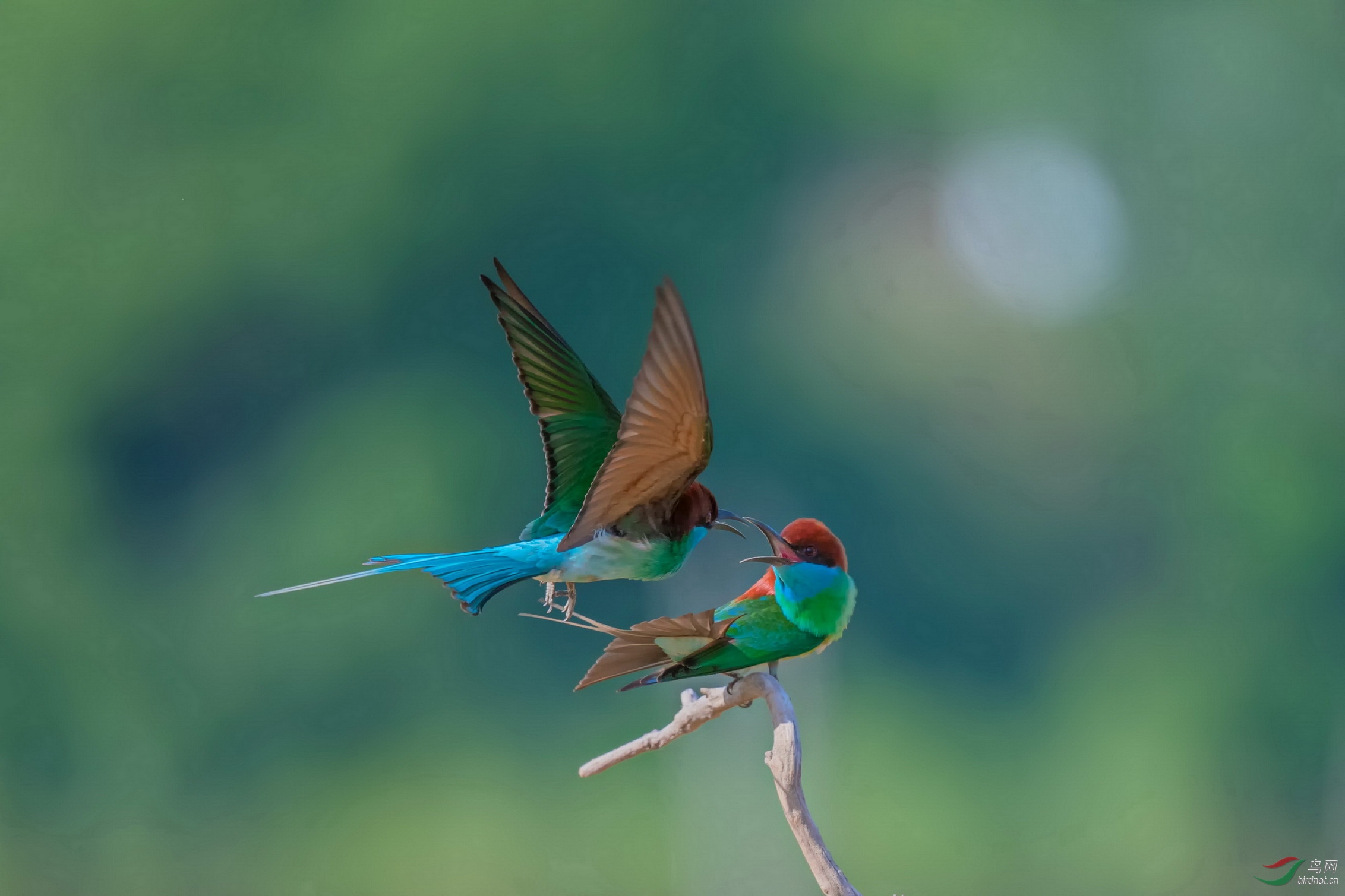 DSC_2912F05.jpg