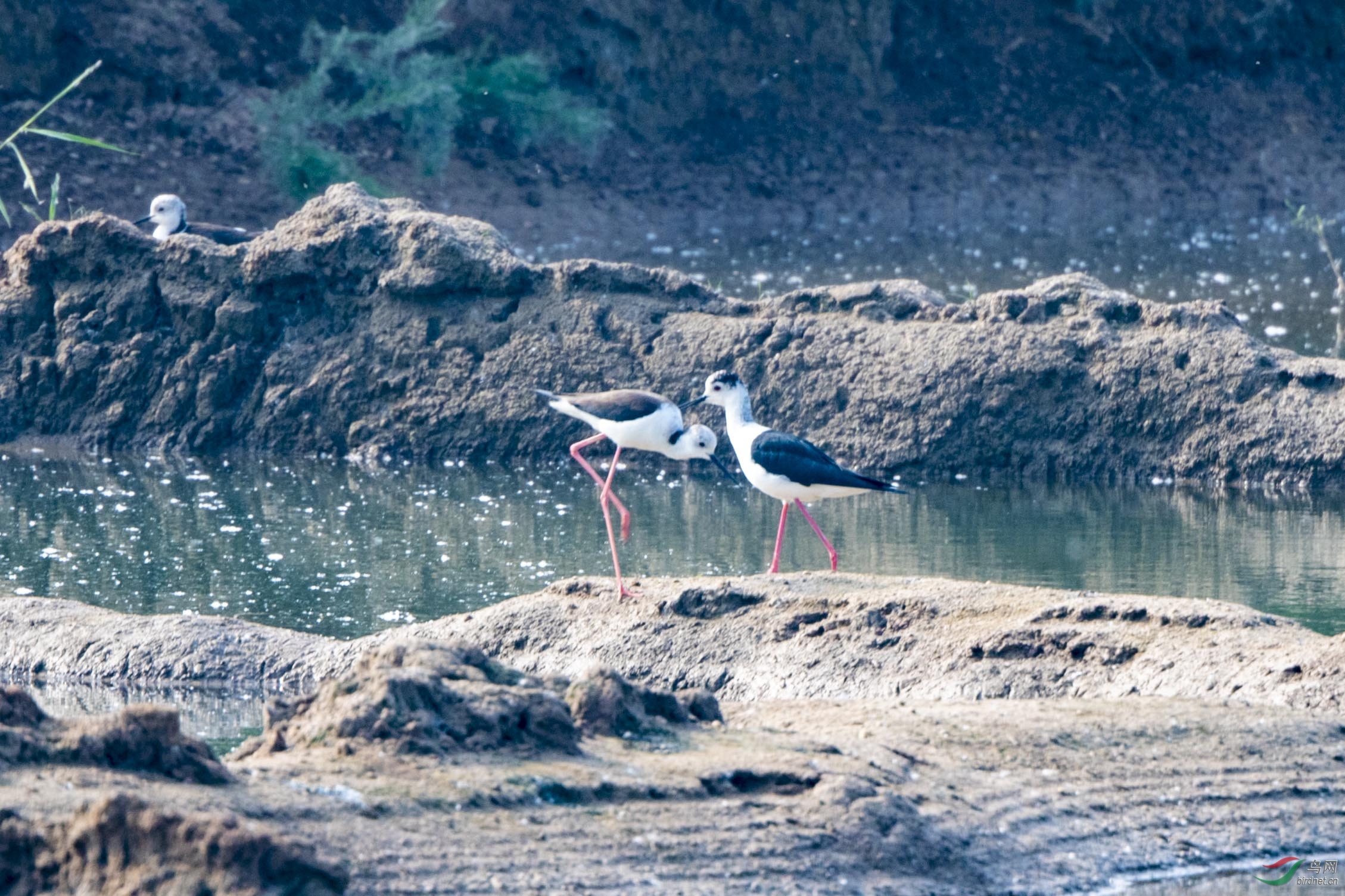 D50_1015.jpg