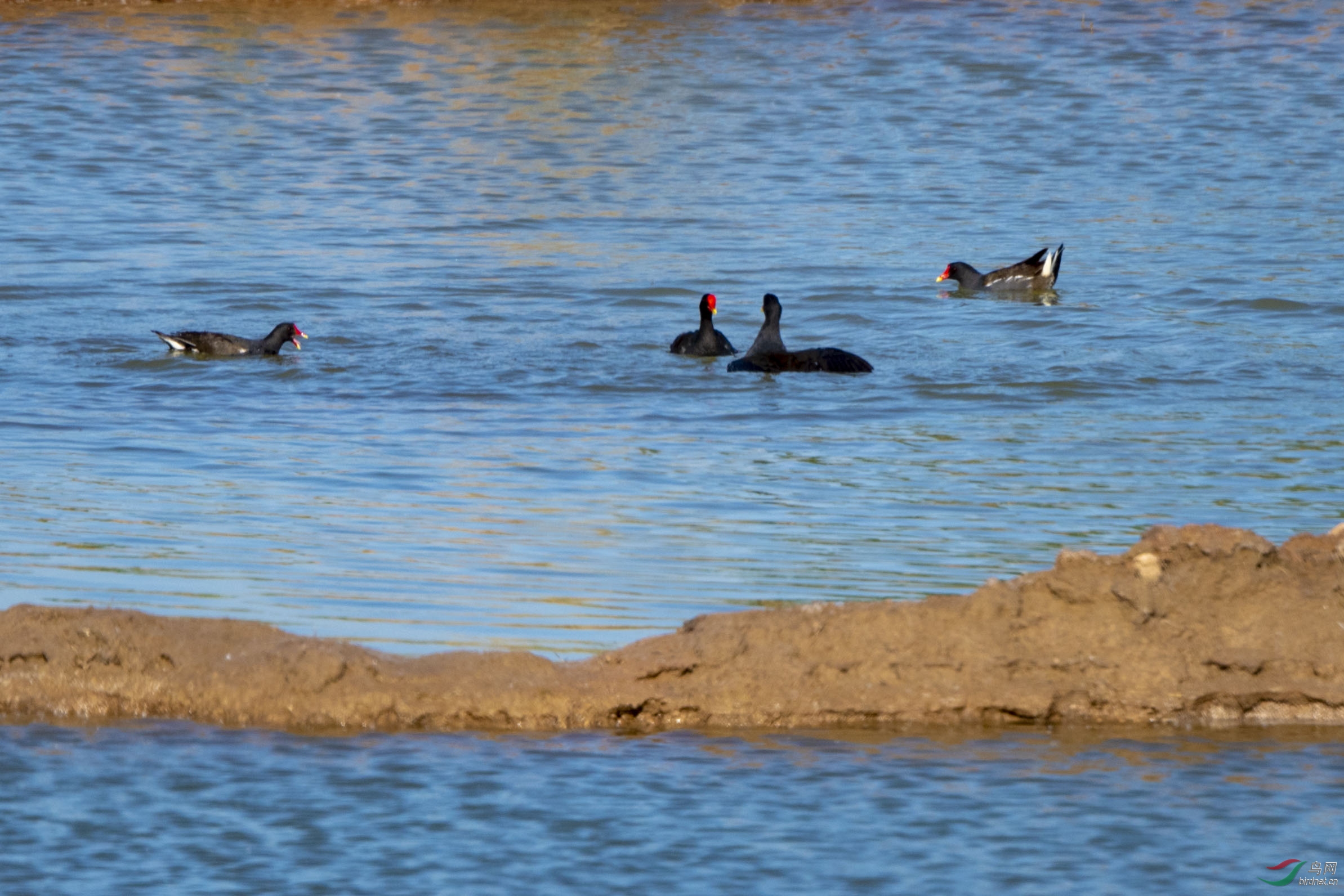 D50_2247.jpg