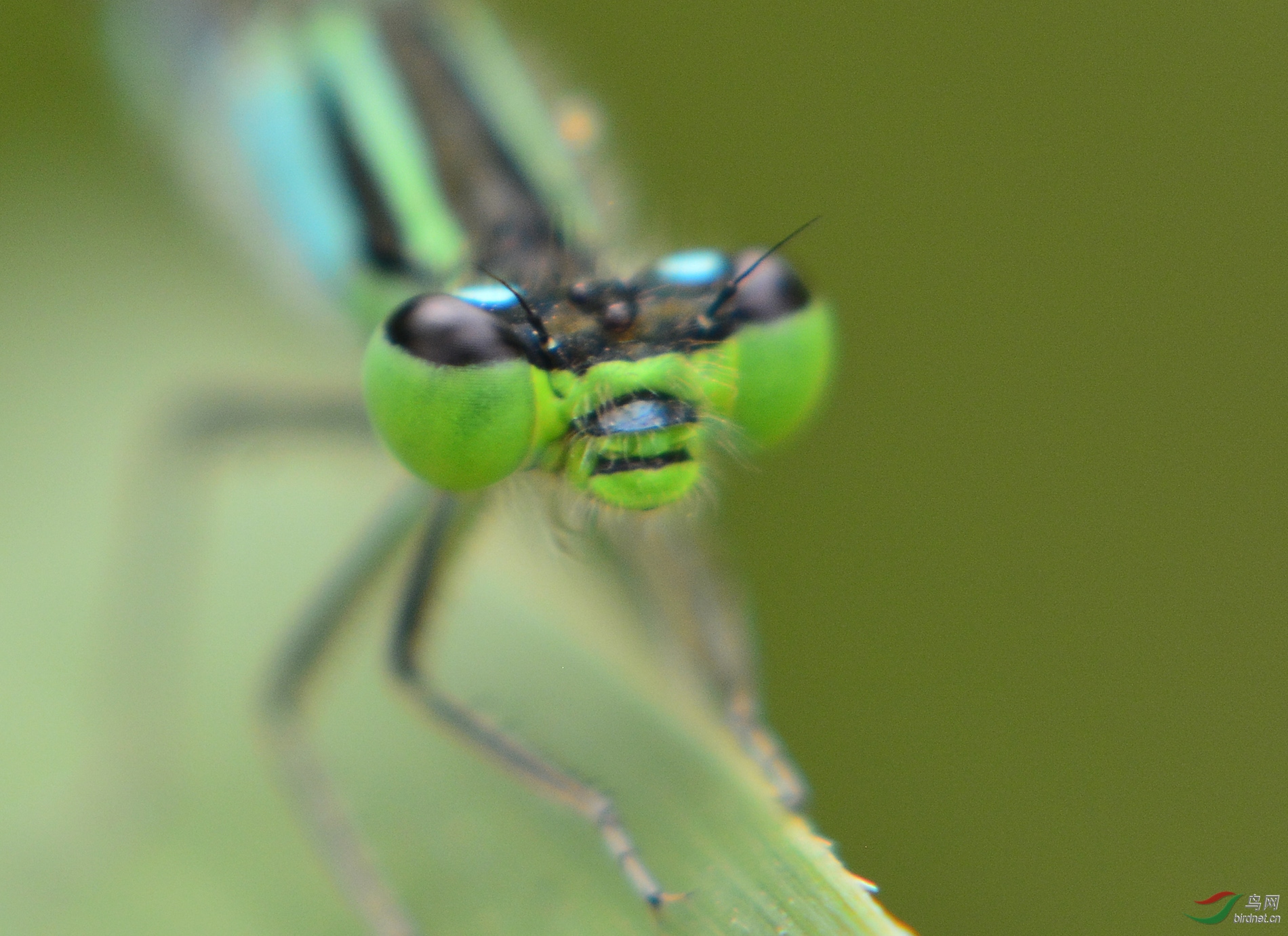 ������Ӱ 2394����.jpg