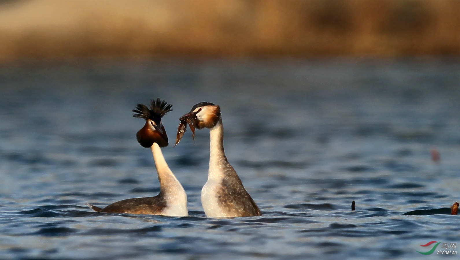 DJ4W3293����ײ��.jpg