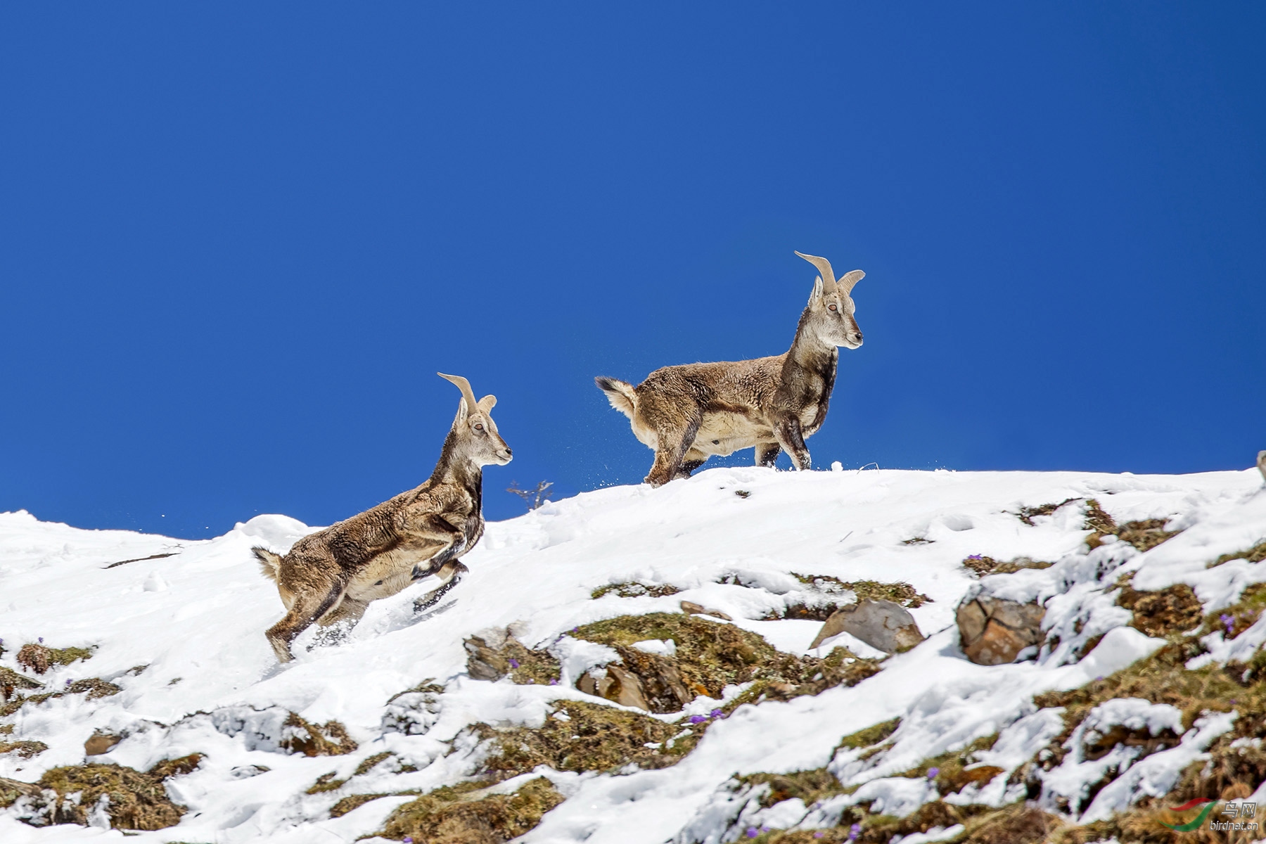 雪山之巅的岩羊
