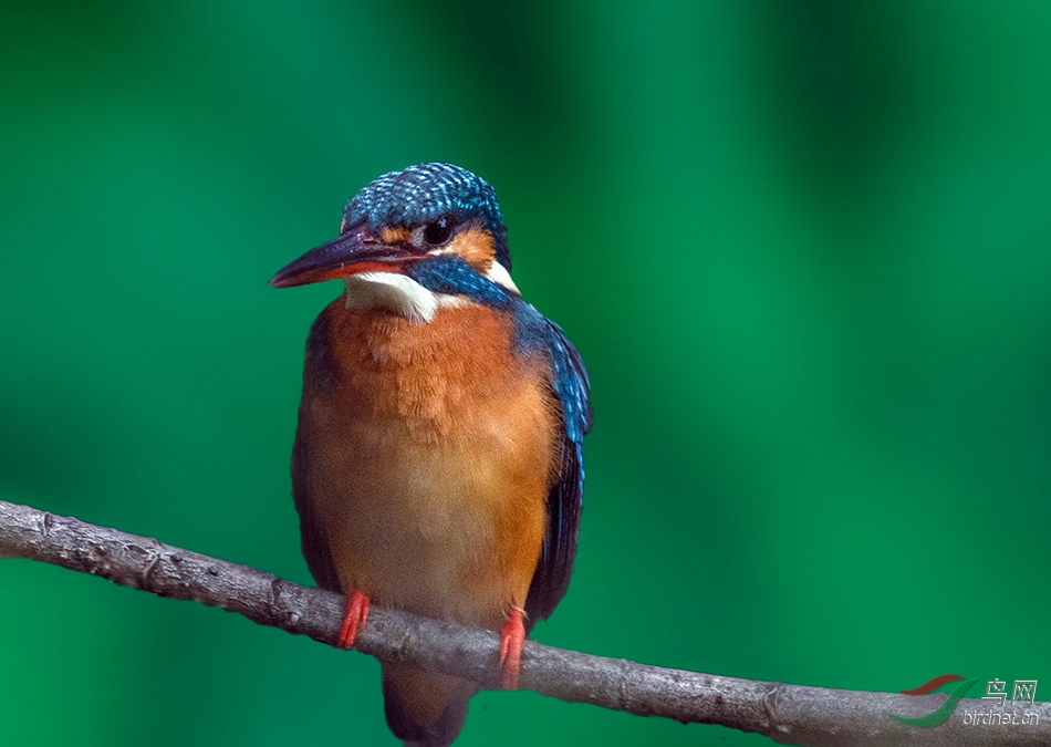 DSC_0906.jpg