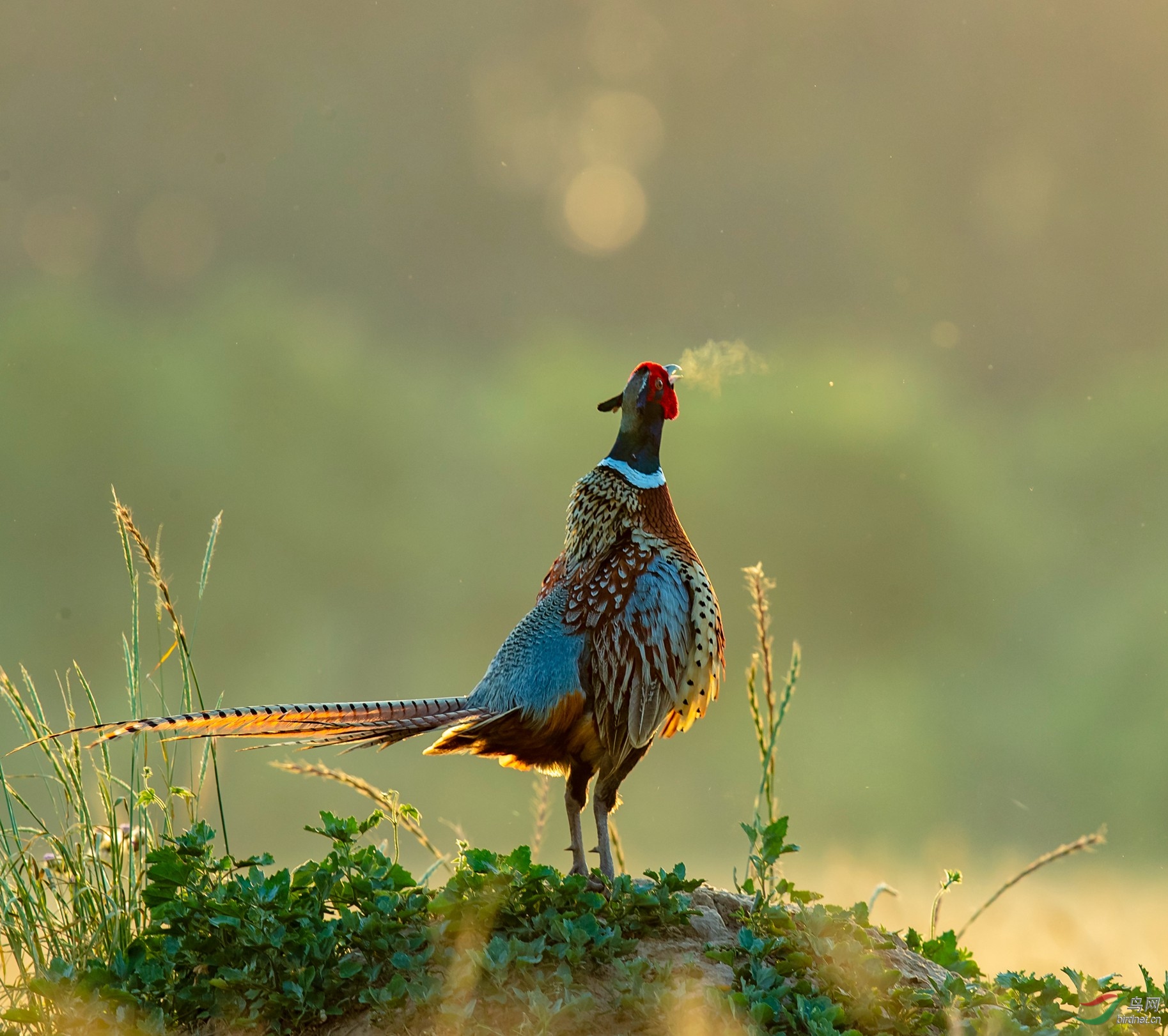 晨鸡报晓祝贺荣获首页鸟类精华