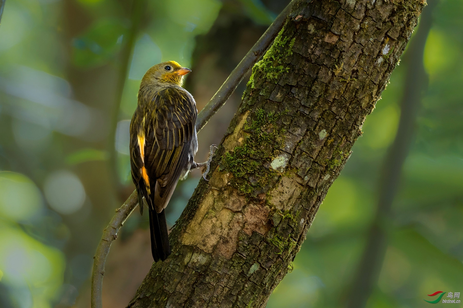 ������һƬ��Ҷ ��ʦ������.jpg