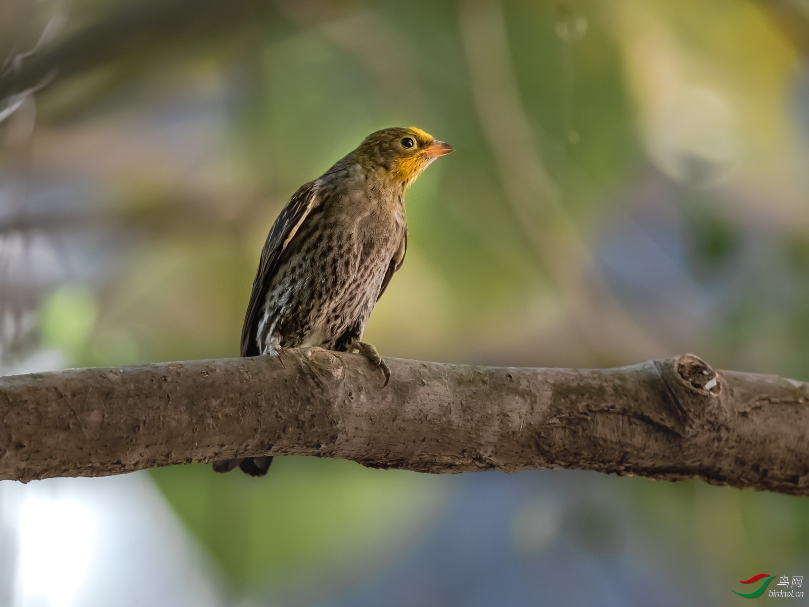 �ز�������ͩ ��ʦ����������ʡ ��ɽ�У�.jpg