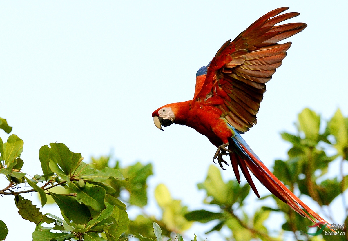 巴西国鸟金刚鹦鹉图片