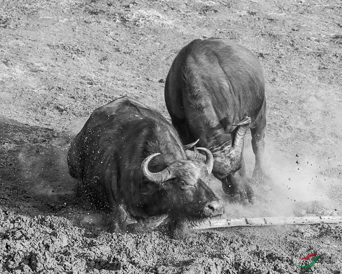 野牛打架