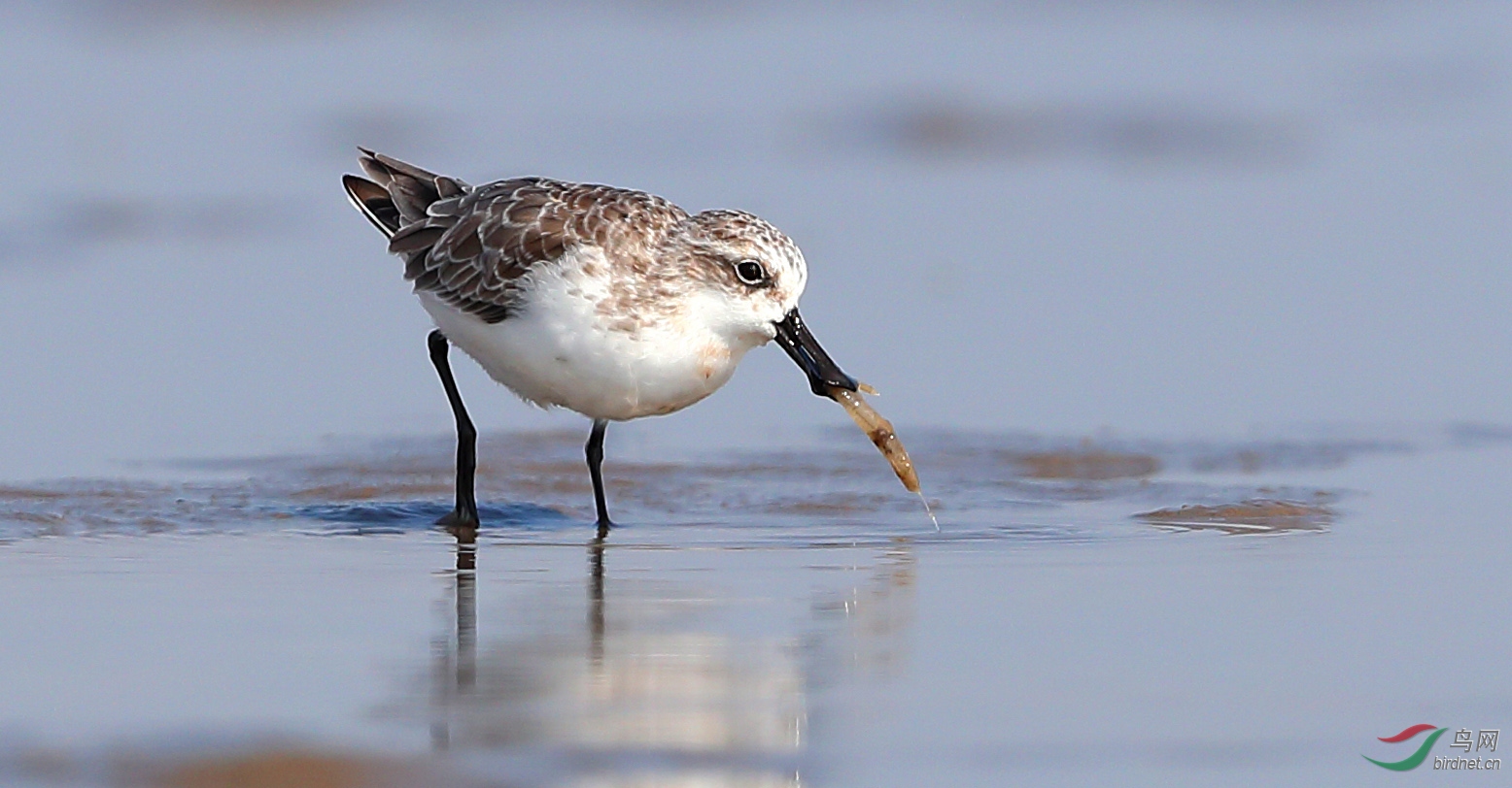 觅食荣获每日佳作