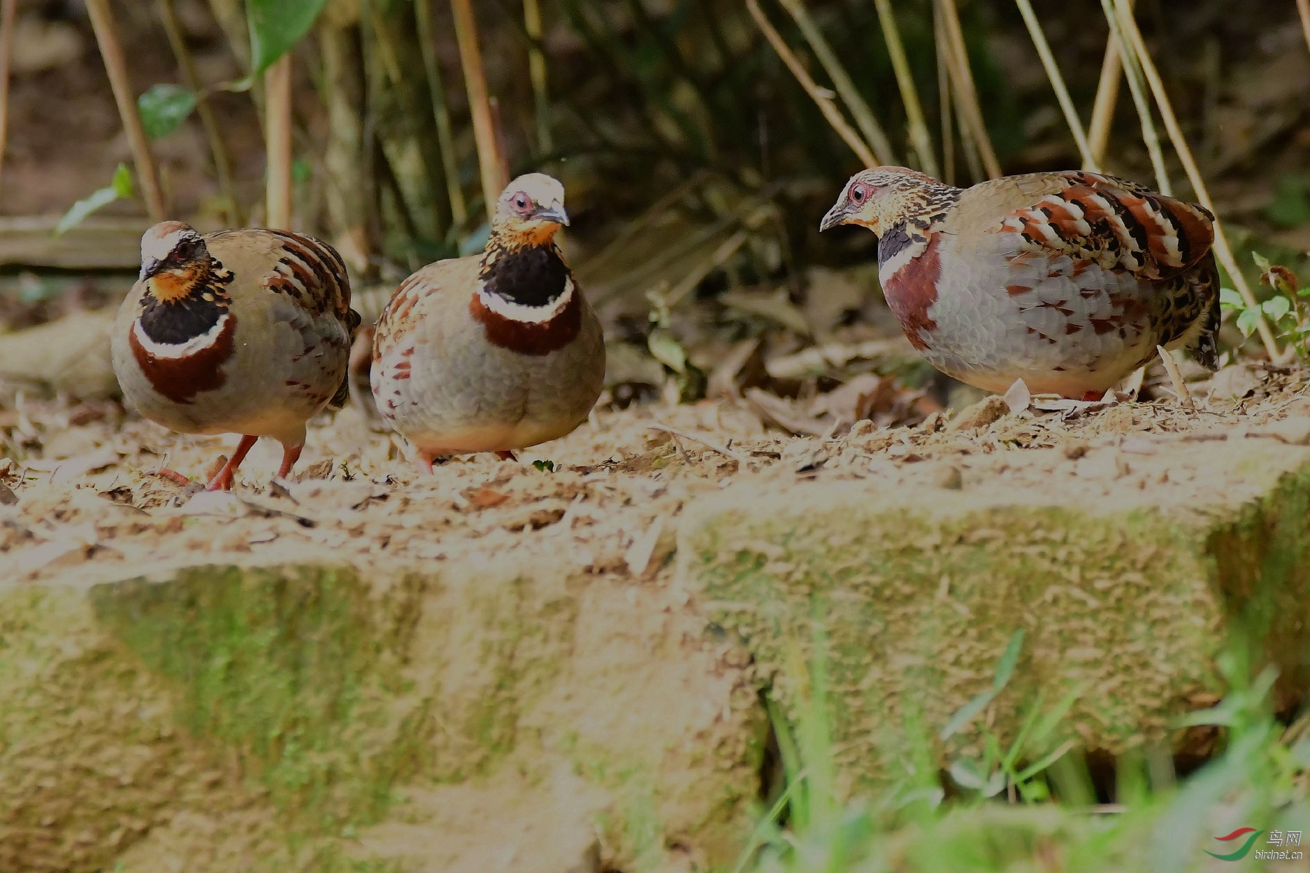 DSC_9143_����.jpg