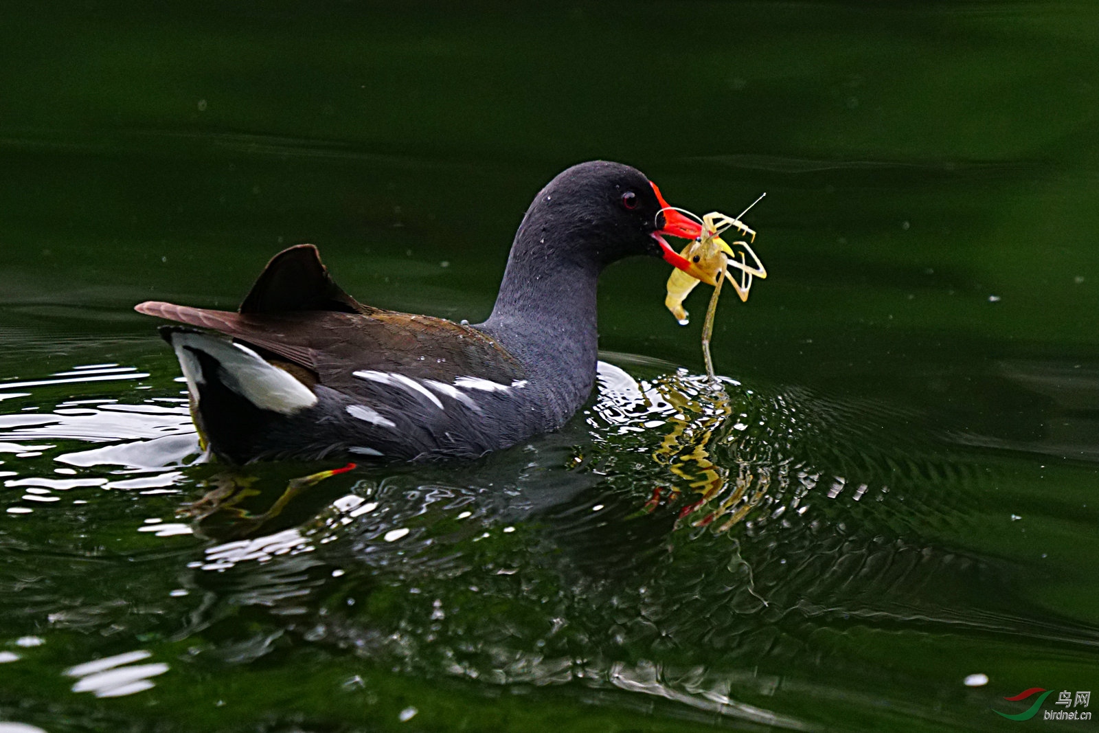 黑水鸡抓虾喂孩子