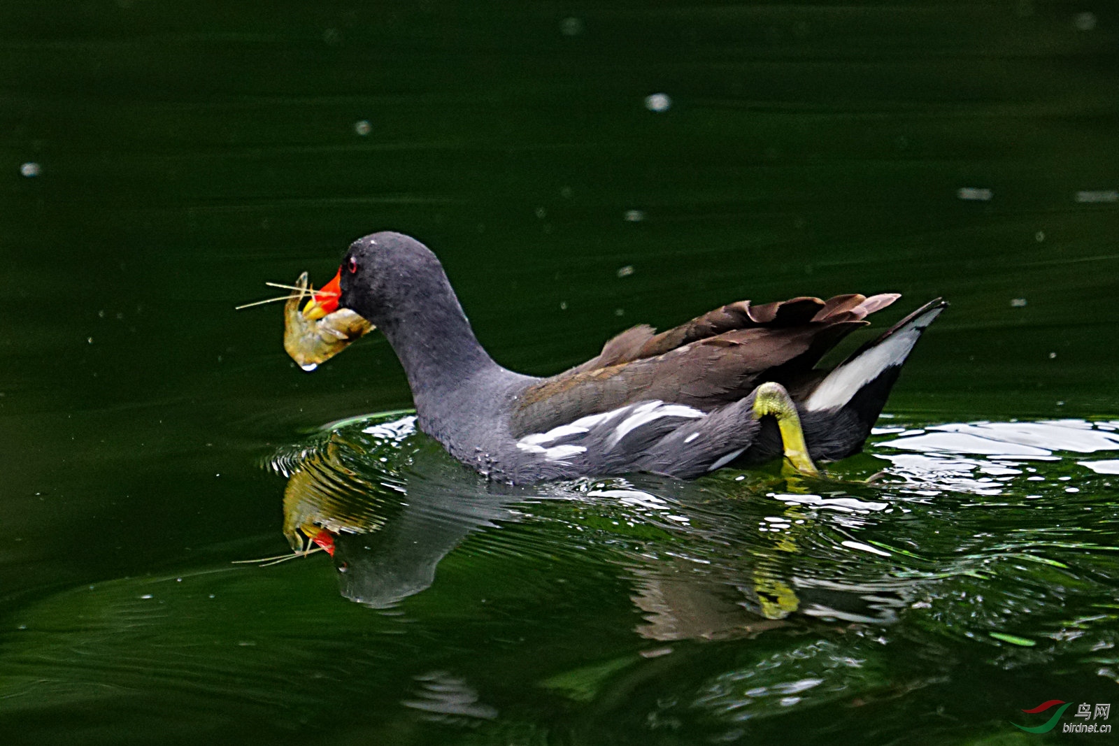 黑水鸡抓虾喂孩子