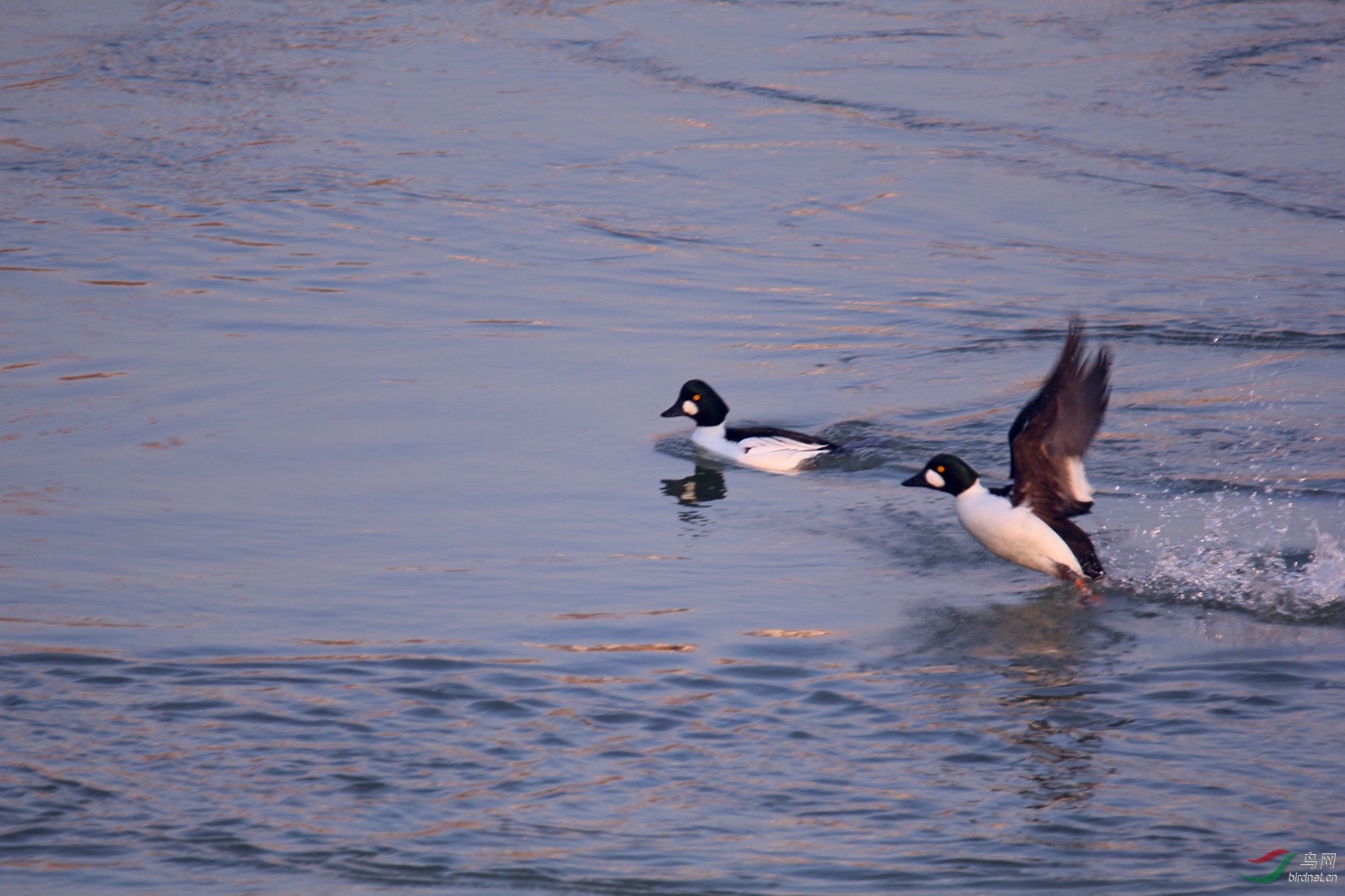 2019-01-26 116_����.jpg