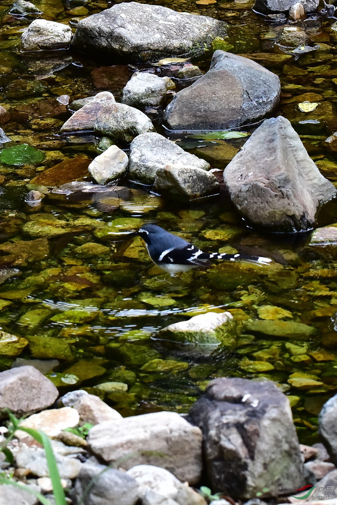 DSC_0130.JPG