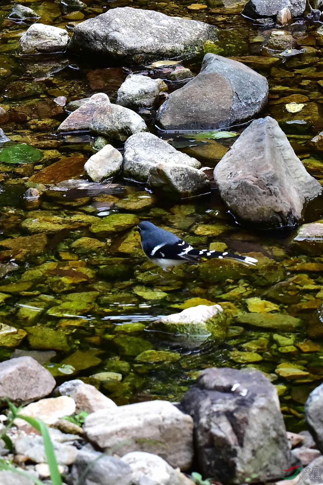 DSC_0131.JPG