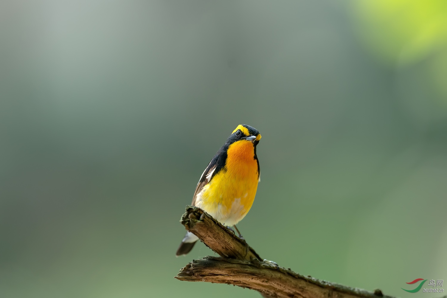 FJKK��ü���l.jpg