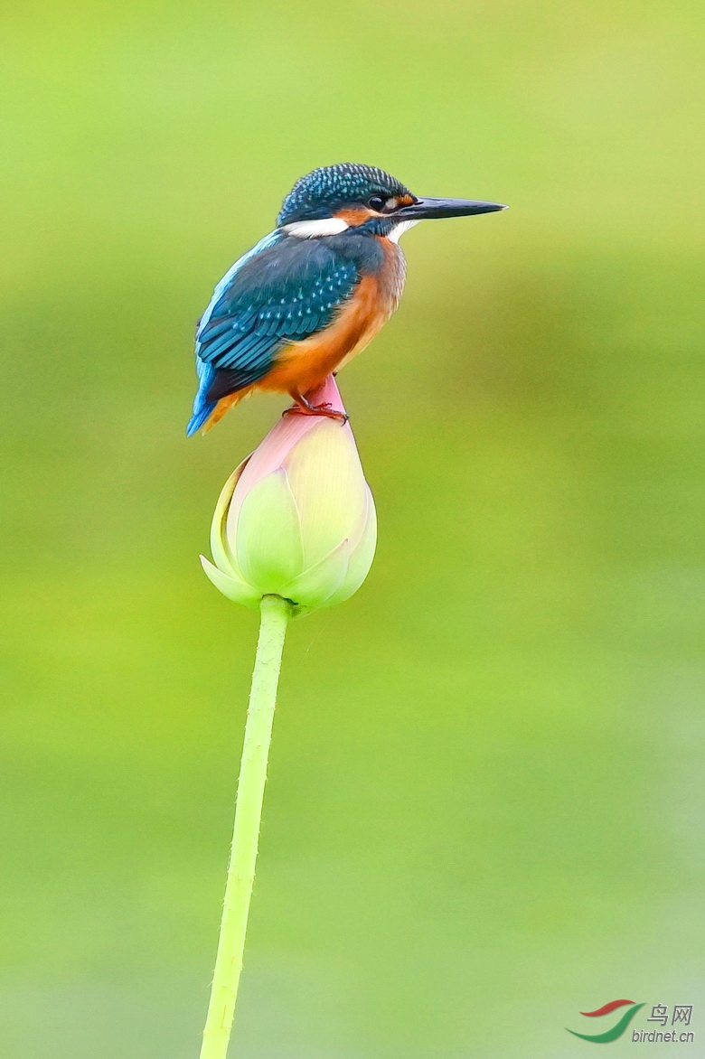DSC_2565.JPG