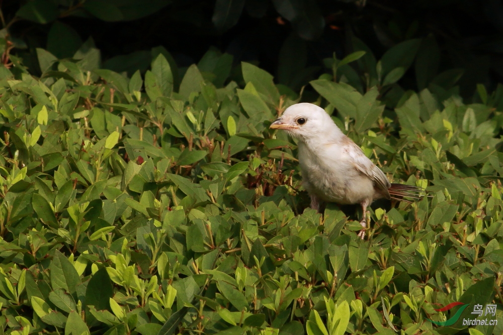 棕背伯勞幼鳥