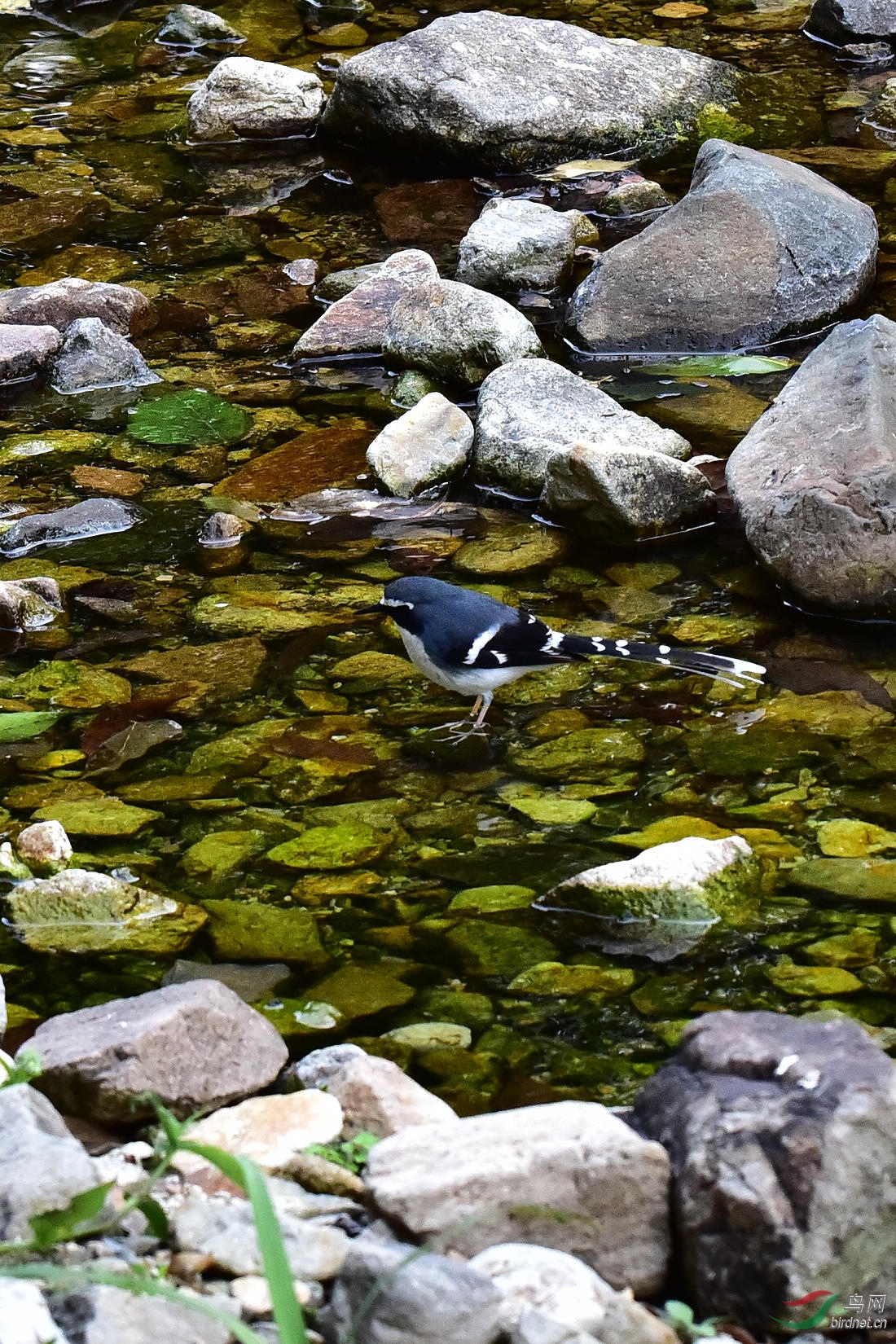 DSC_0133.JPG