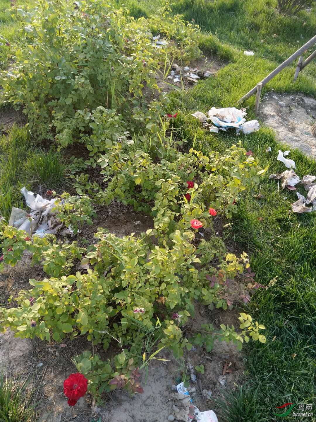 �Ұ�õ����������Ū�����ˣ������������֣�����õ��Ĵ̲�����������������