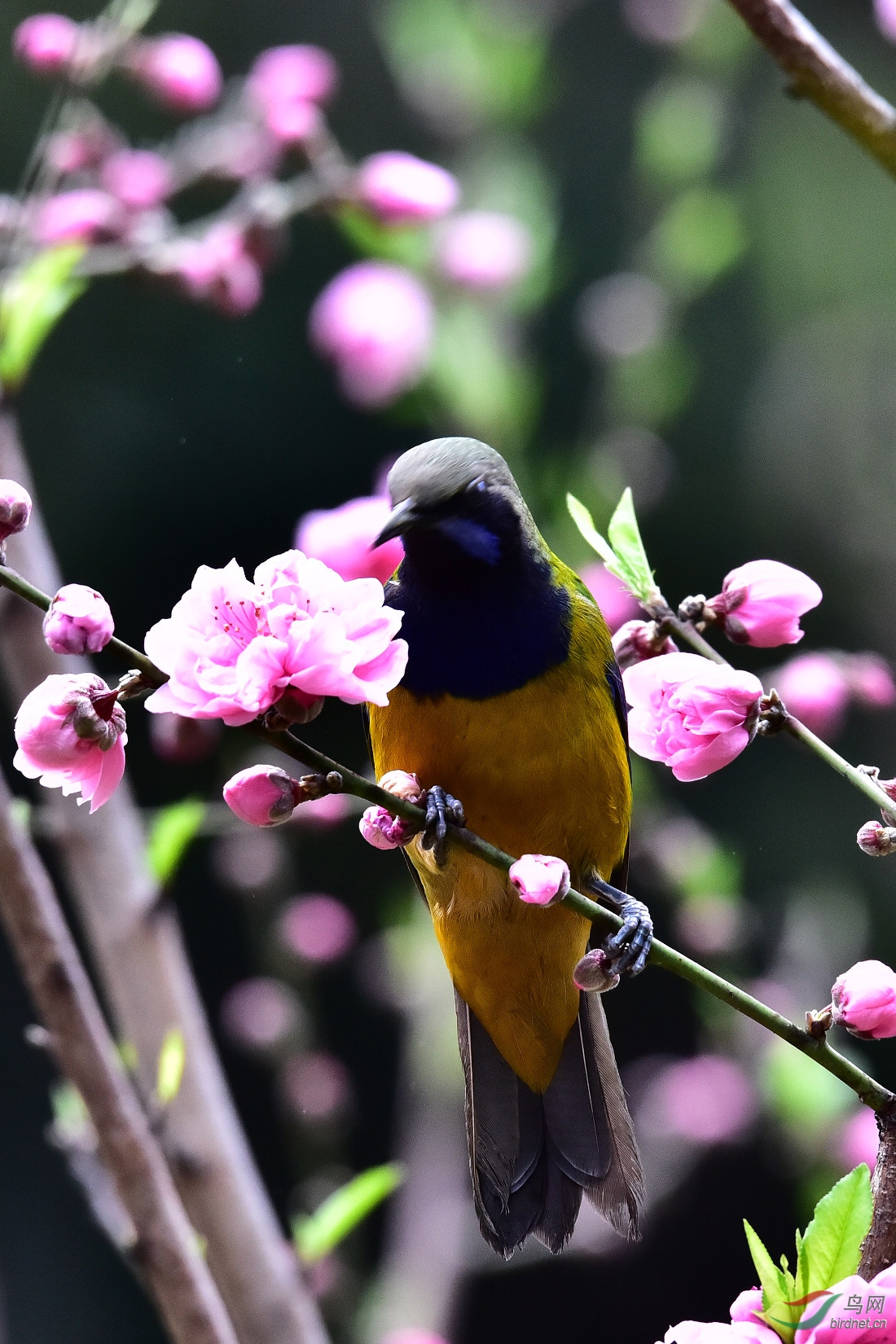 DSC_1516.JPG