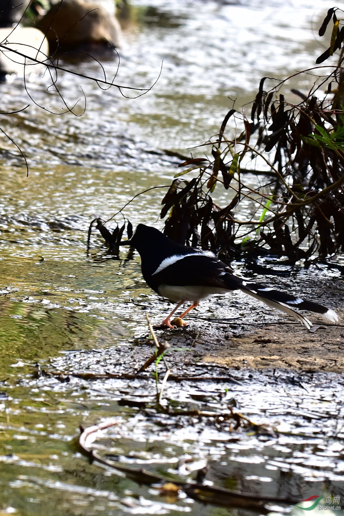 DSC_0137.JPG