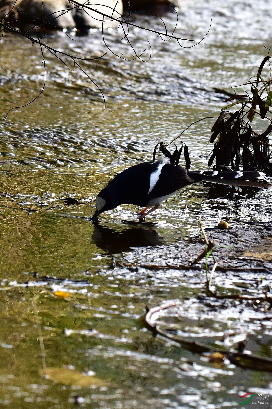 DSC_0138.JPG