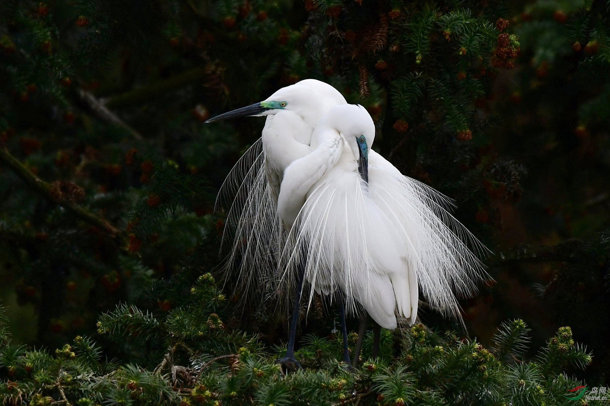 [水鸟] ,两只白鹭缠绕在一起,表示爱.