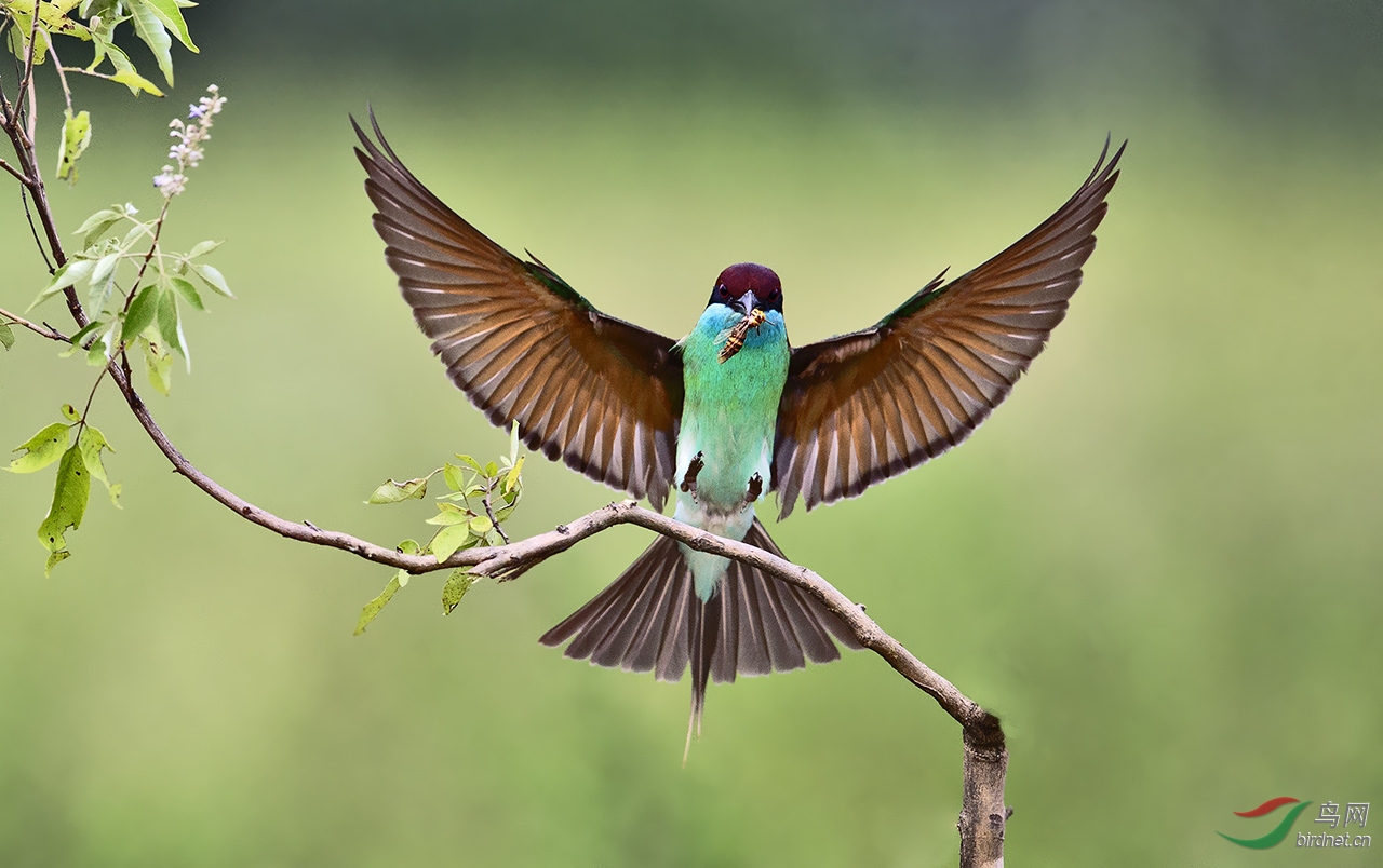 DSC_9522-0-0.jpg