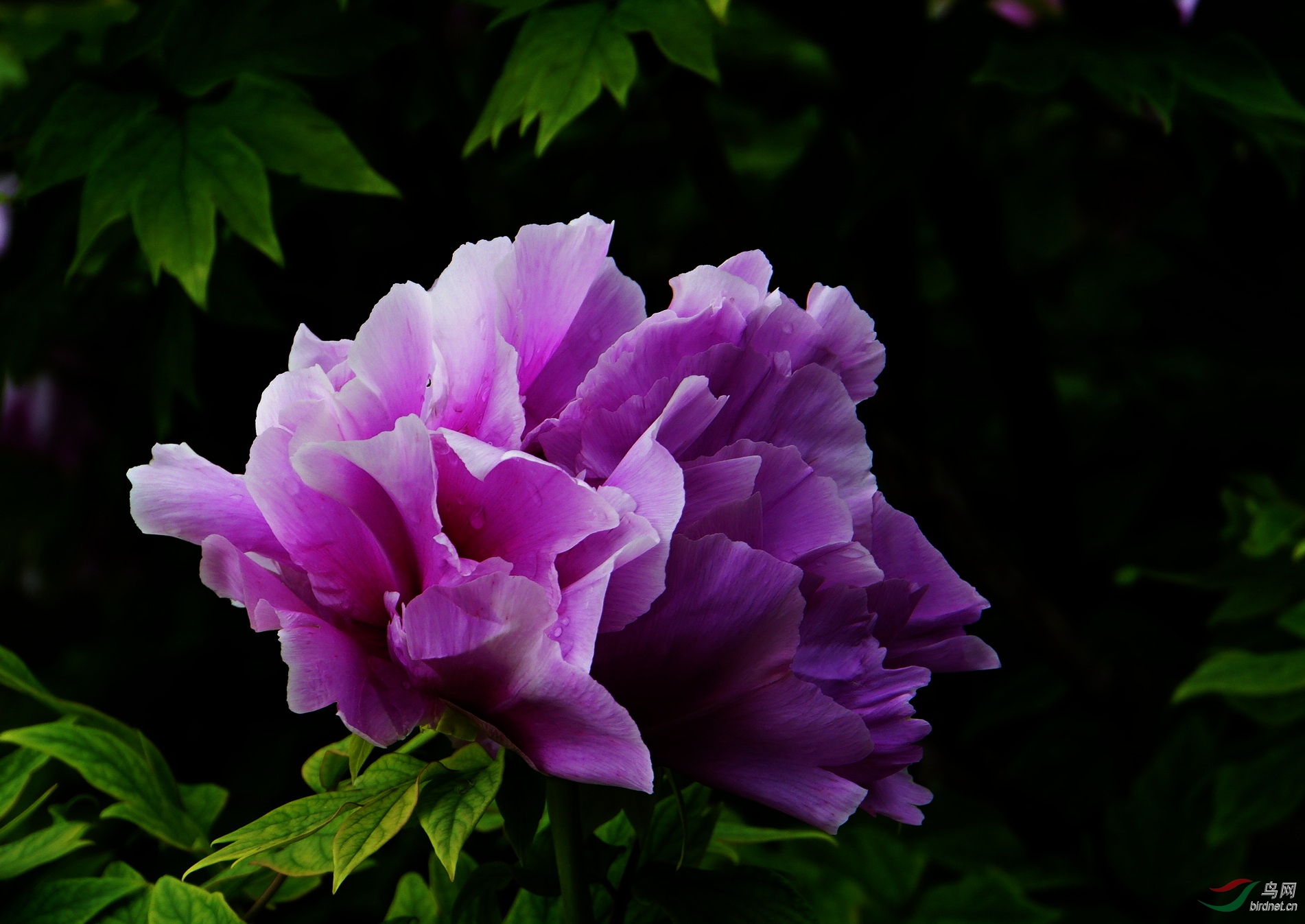 DSC09332.JPG