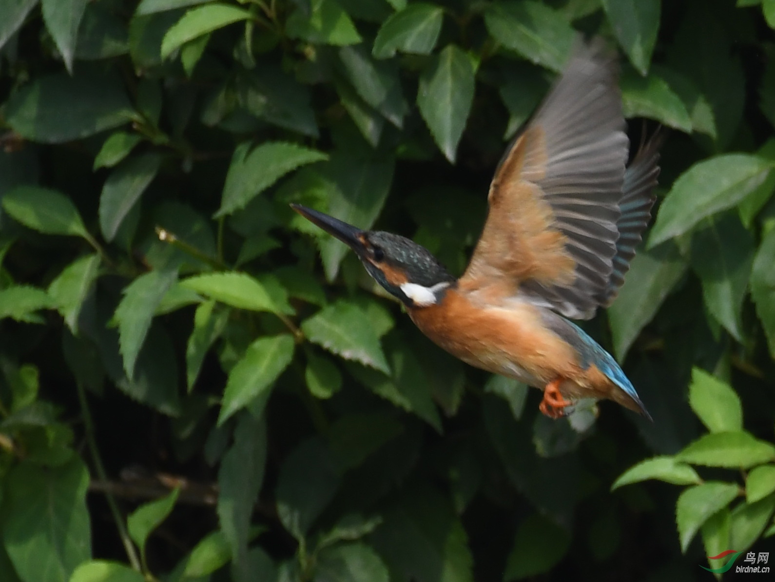 ������Ӱ 11496����.jpg