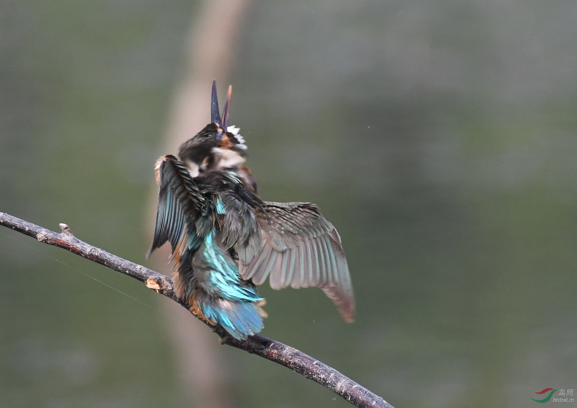 ������Ӱ 11376����.jpg