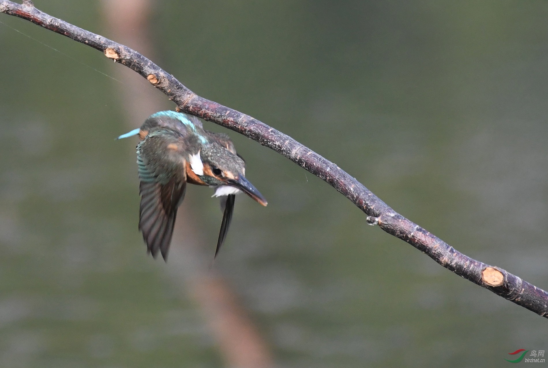 ������Ӱ 11356����.jpg