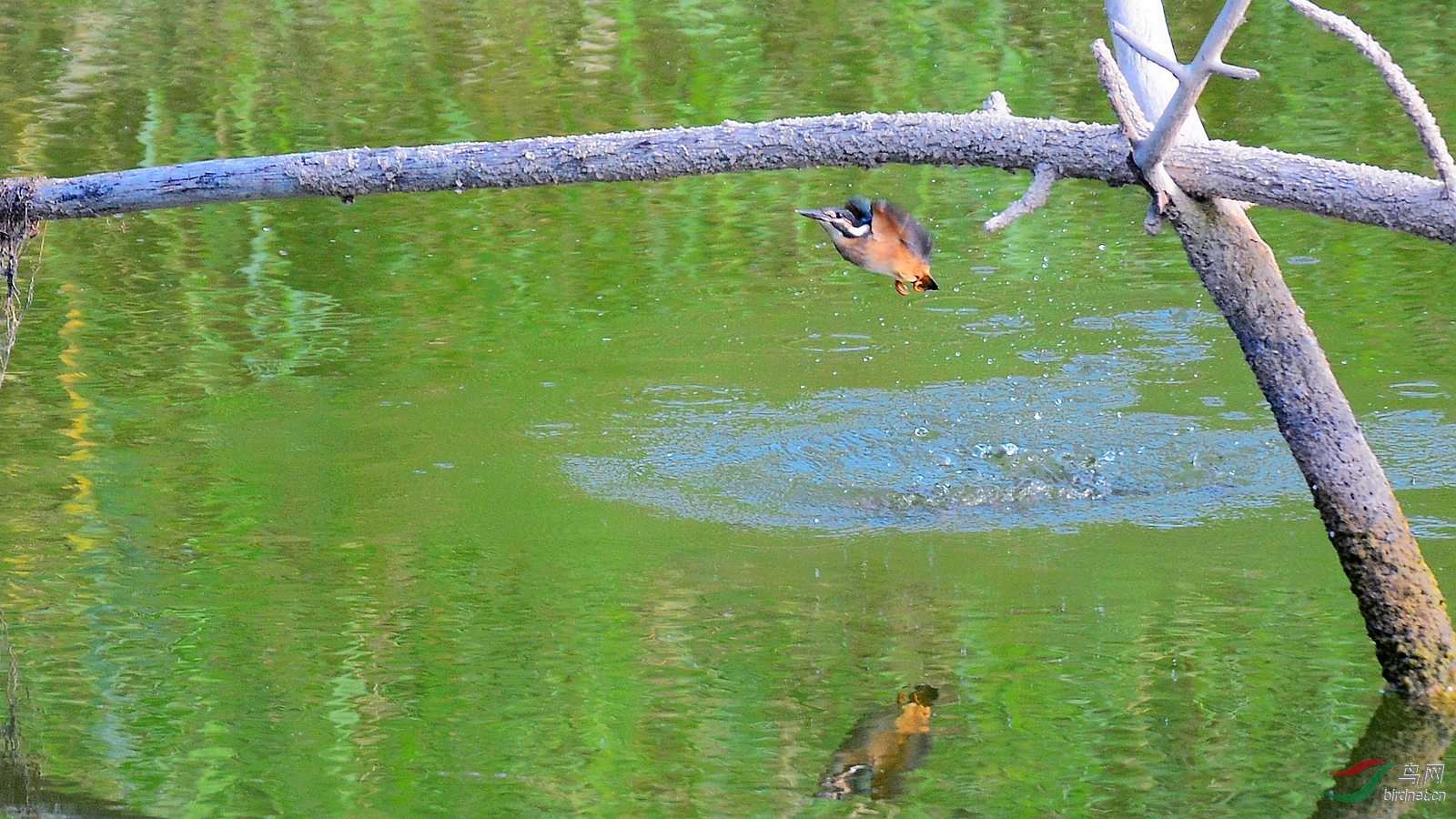 DSC_6046.JPG
