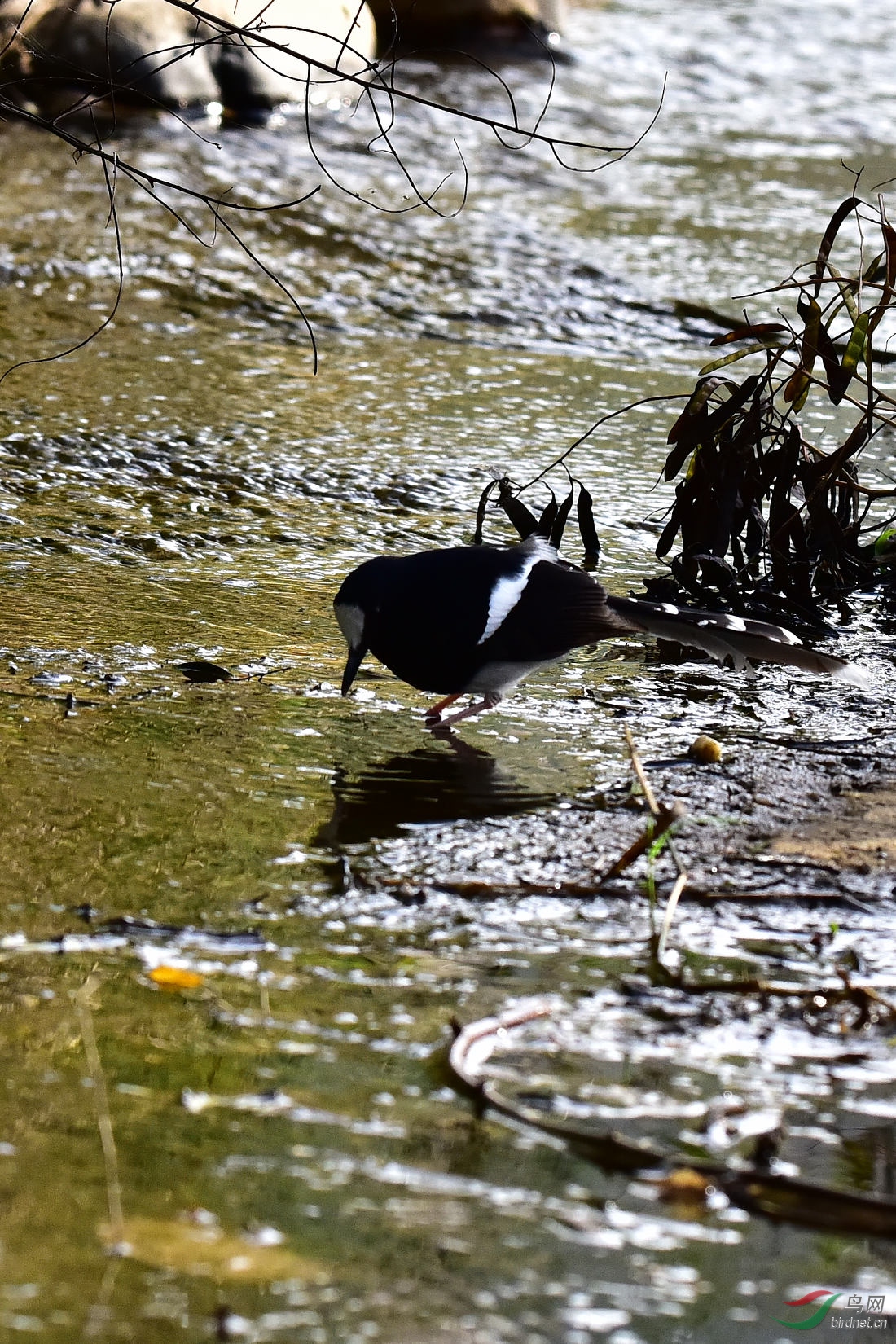 DSC_0142.JPG