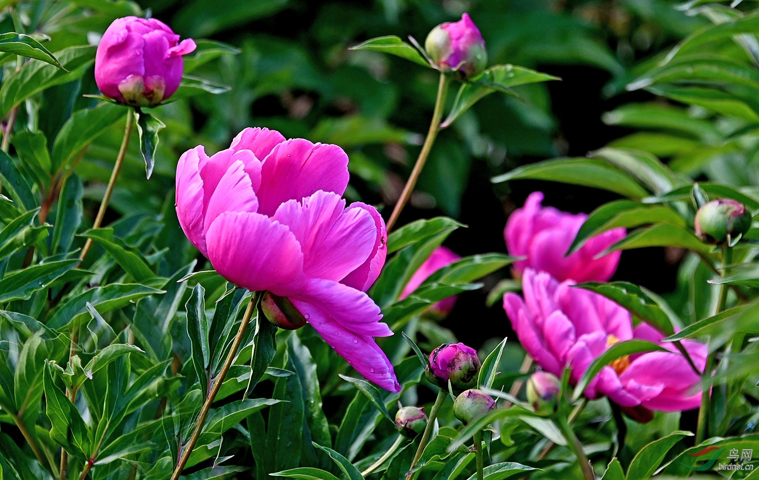 富贵秀美芍药花