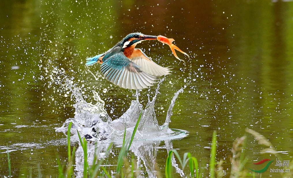 ��ˮ����