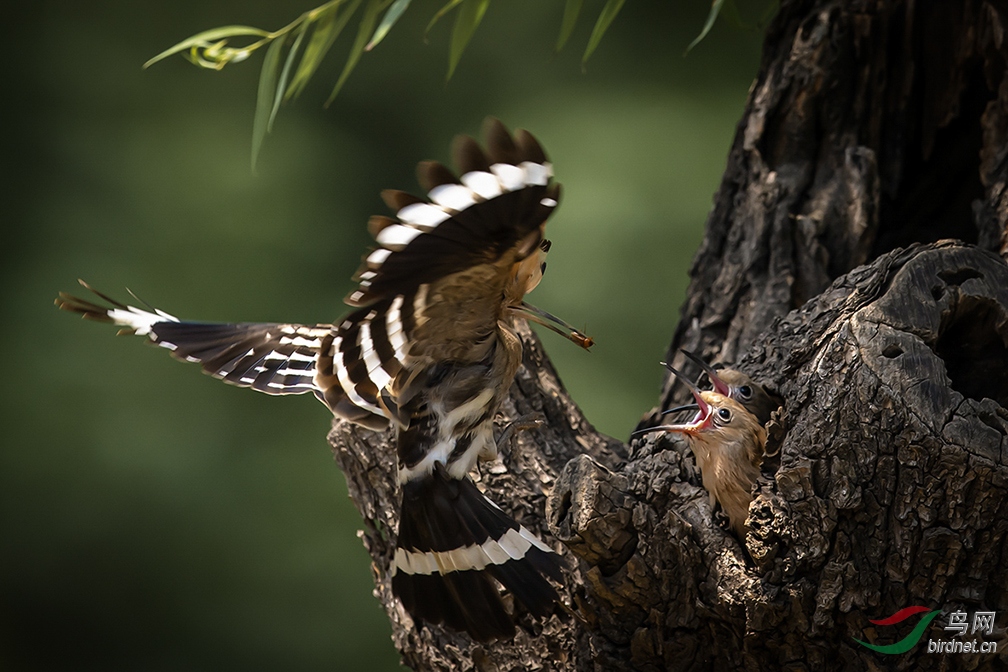 ץ����֣���й���Է��