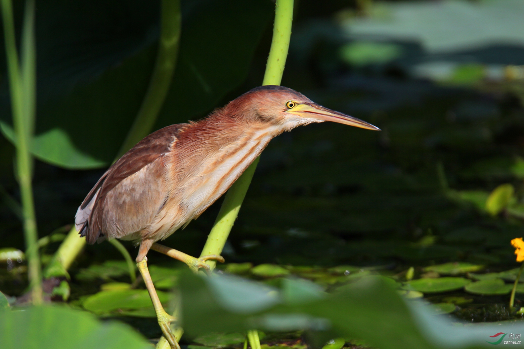 2017-08-29 070_����.jpg