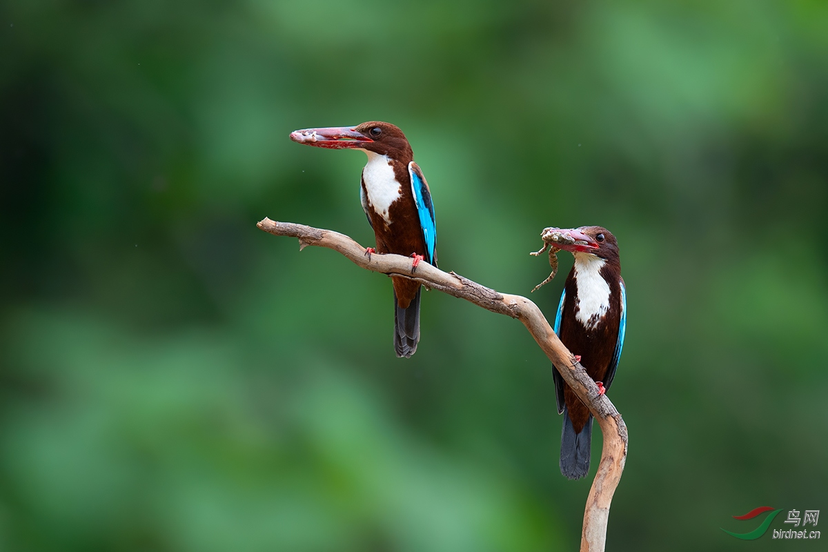 DSC_p2531.jpg