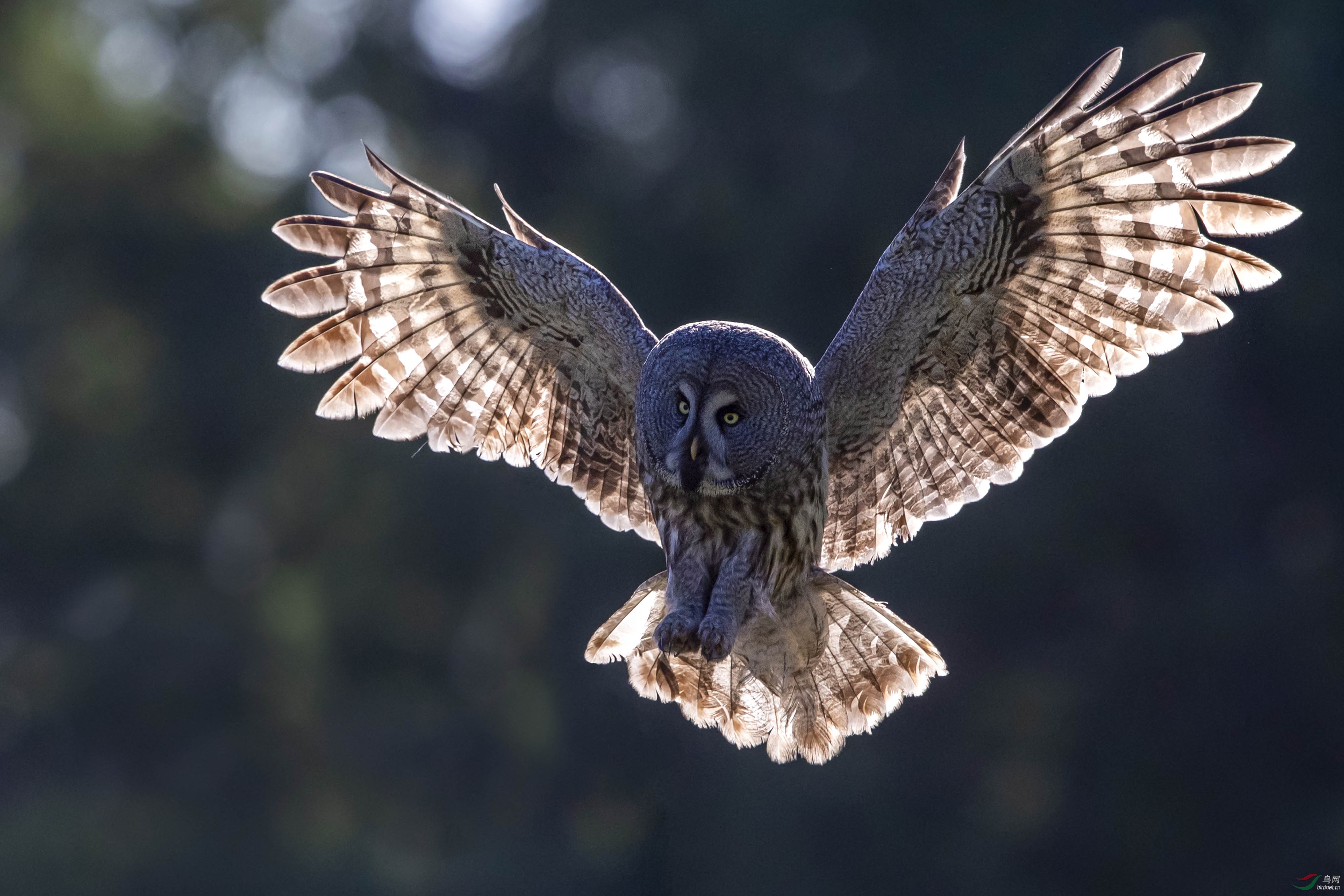 [国内] 飘然-----乌林鸮
