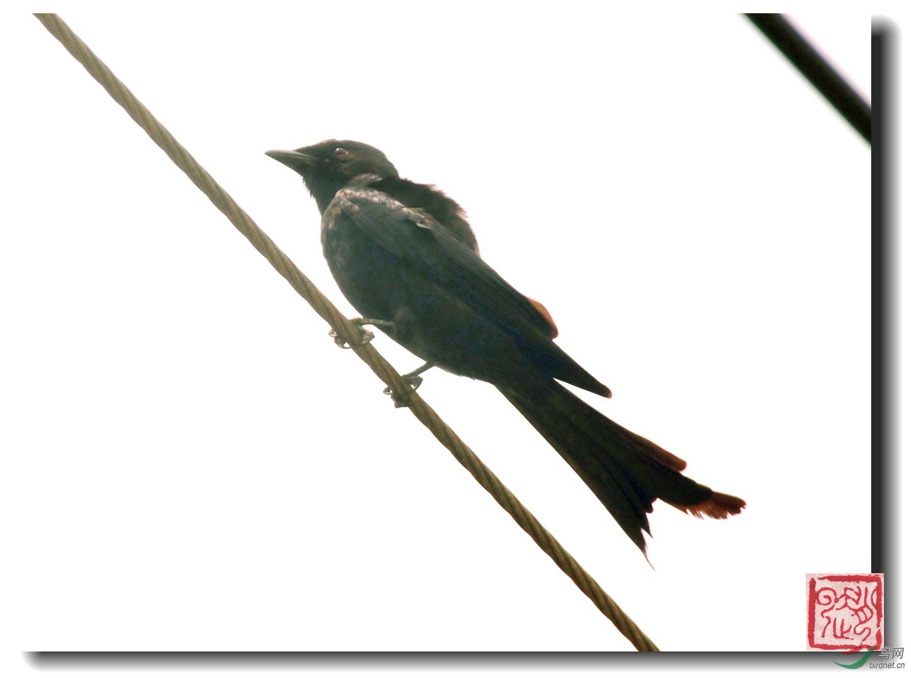 黑卷尾台湾亚种hartertiblackdrongodicrurusmacrocercus